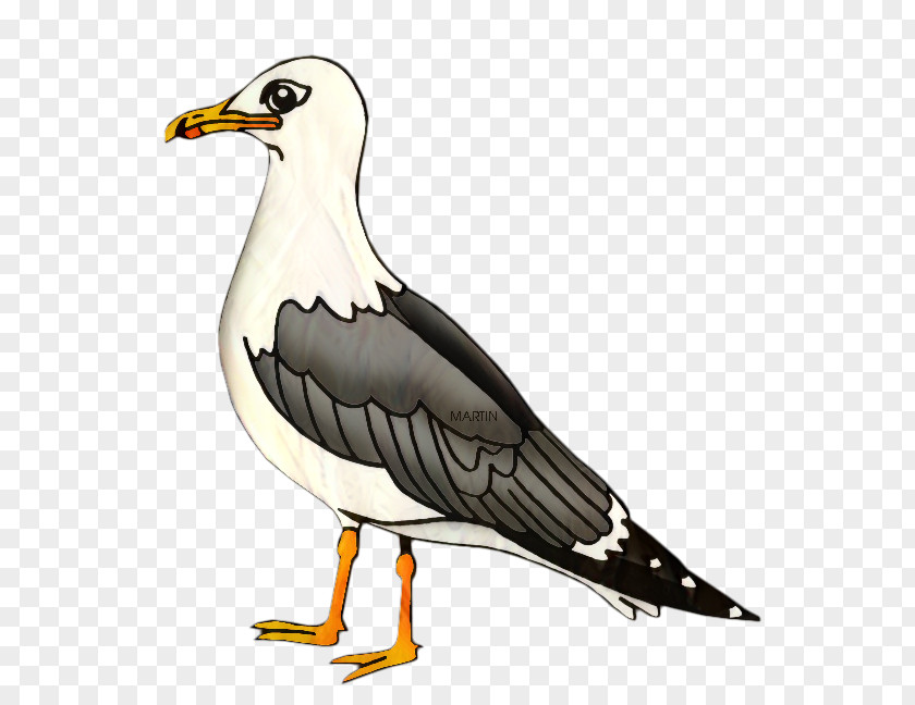Utah Gulls Clip Art Bird Delaware PNG