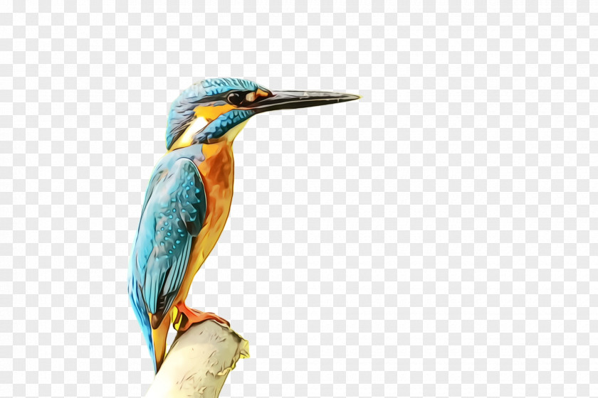 Wildlife Coraciiformes Watercolor Background PNG