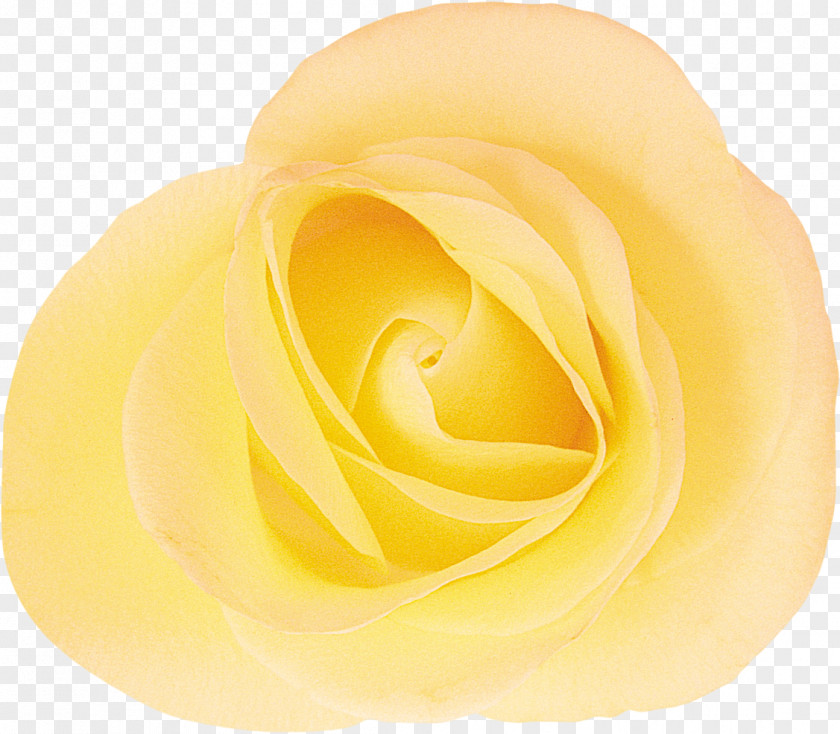 Yellow Rose Garden Roses Cut Flowers Rosaceae PNG