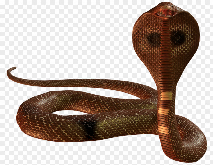 Cobra Snake Picture Clip Art PNG
