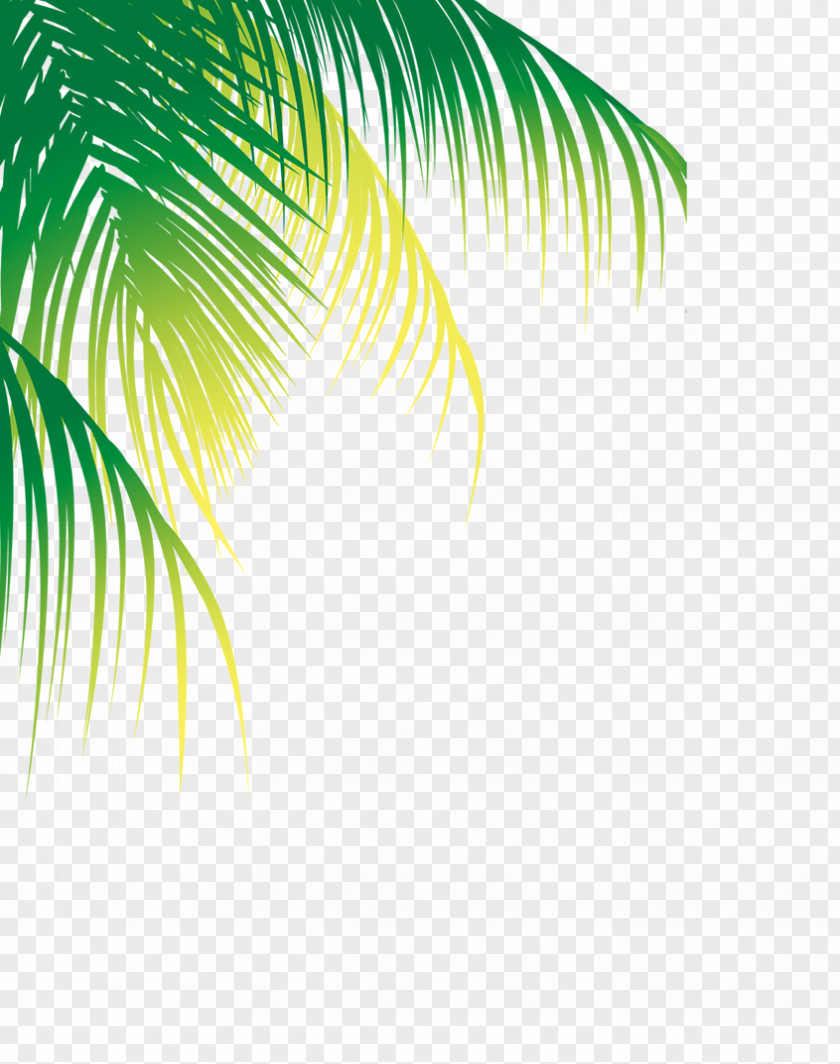 Coconut Tree Material Water Arecaceae PNG