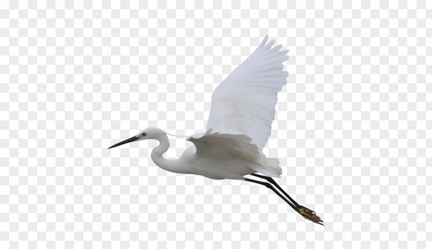 Flying Crane Beak Bird Goose Duck Cygnini PNG
