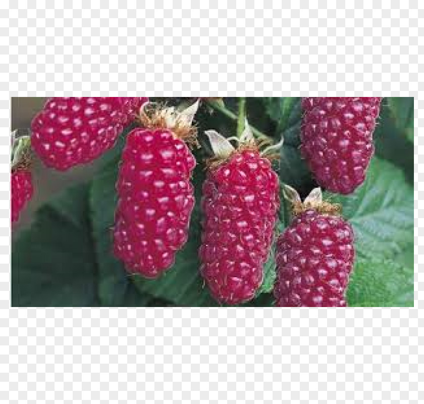 Raspberry Tayberry Loganberry Boysenberry Red Mulberry PNG