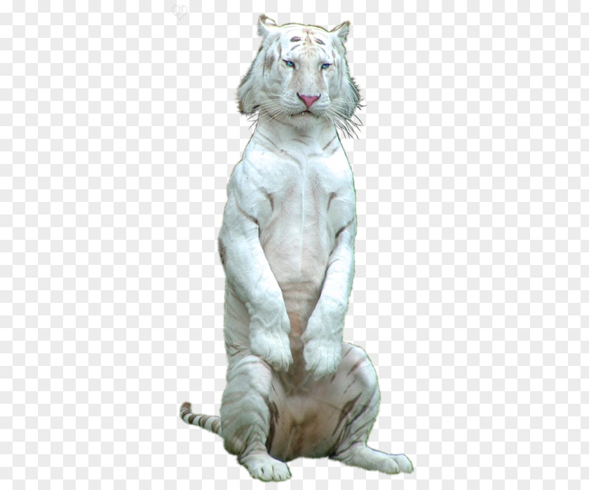 Tiger Lion Cat Clip Art PNG
