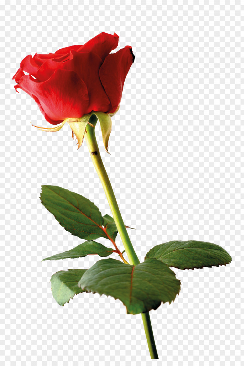 A Rose Wedding Invitation Greeting Card Flower Petal PNG