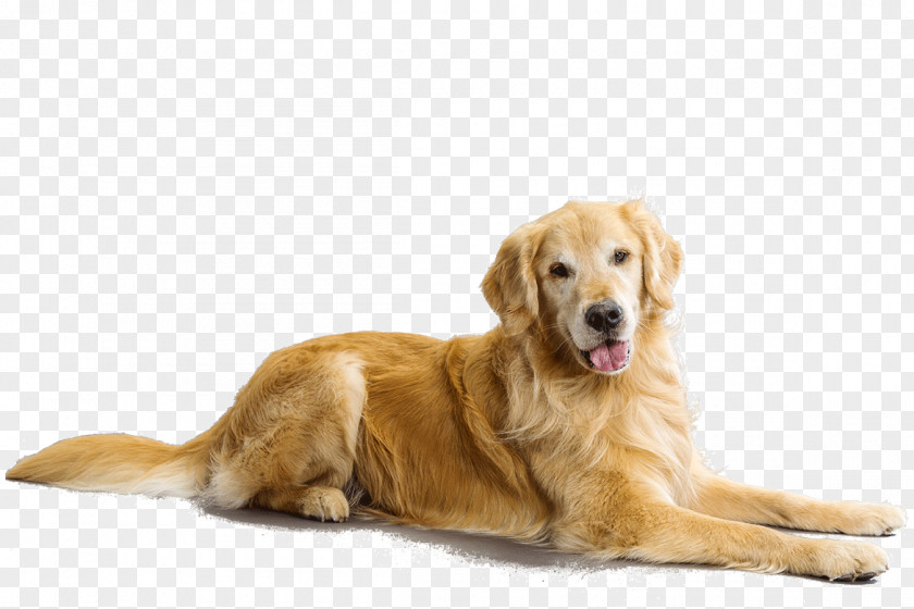 Dogs Golden Retriever Chesapeake Bay Labrador Goldendoodle Puppy PNG