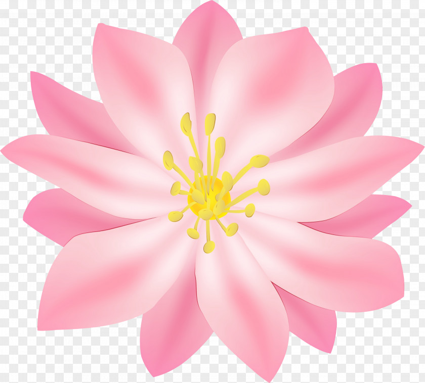 Lotus Family Water Lily Petal Flower Pink Aquatic Plant Flowering PNG