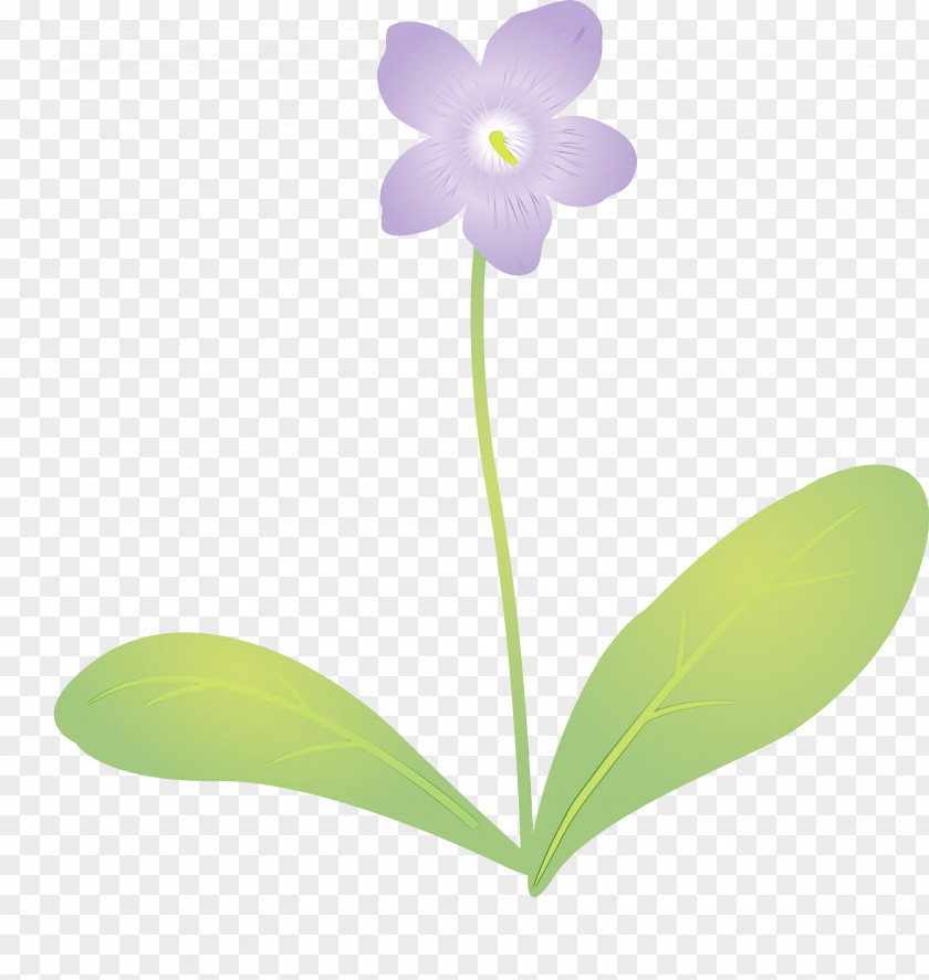 Plant Stem Flower Moth Orchids Petal Flora PNG