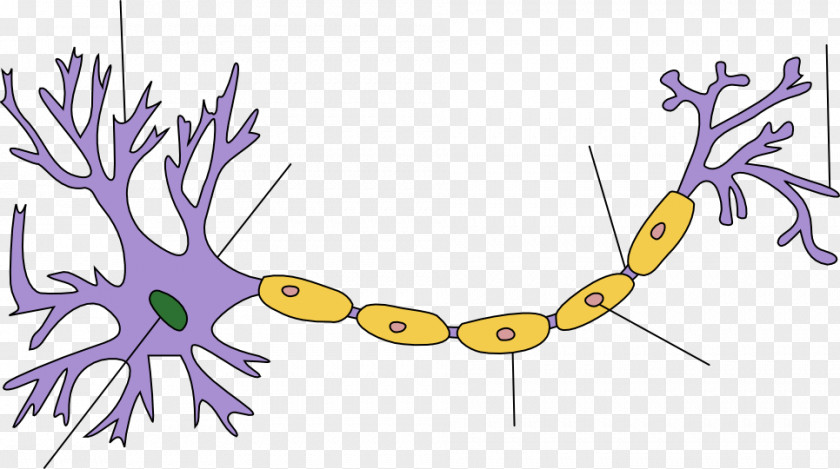 Auriculotemporal Nerve Biological Neuron Model Nervous System Upper Motor Anatomy PNG