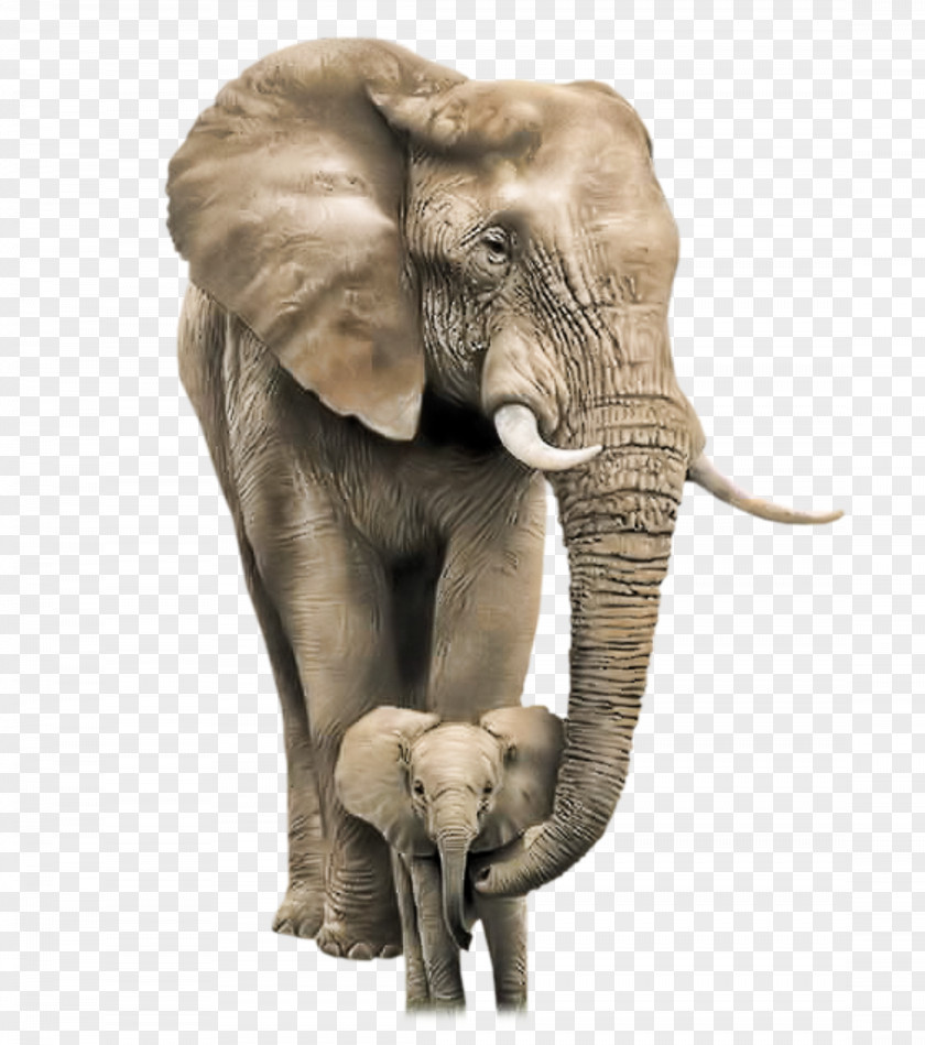 Elephant African Bush Mother Infant Child PNG