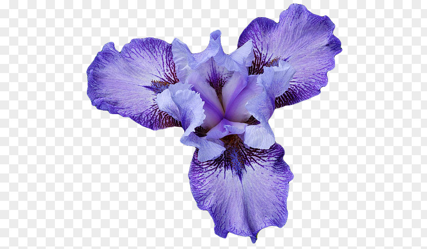 Flower Northern Blue Flag Iris Data Set PNG