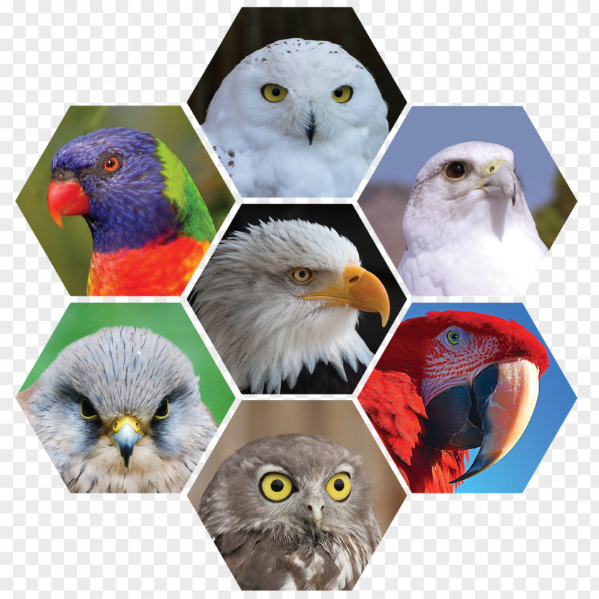 Owl Bird Parrot Kestrel Feather PNG