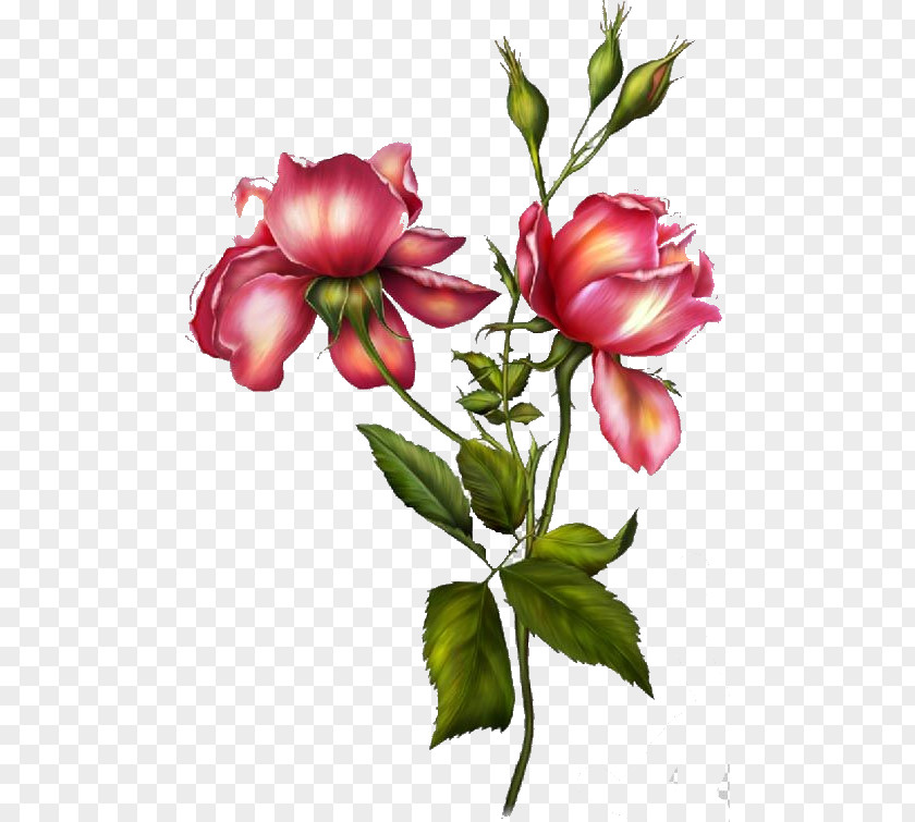 Peony Garden Roses Flower Sticker Clip Art PNG