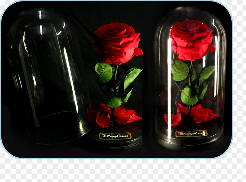 Rose Garden Roses Still Life Photography PNG
