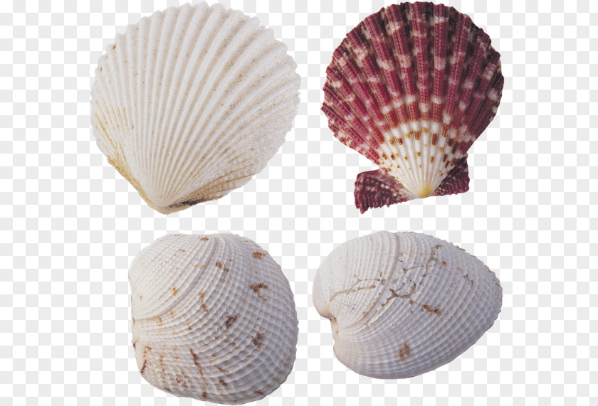 Seashell Desktop Wallpaper Shellfish Animaatio PNG