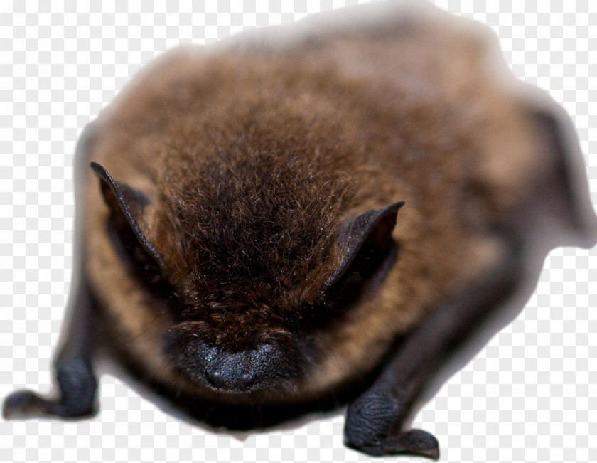 Bat Conservation International Nuisance Wildlife Management Michigan Control, Inc. Common Pipistrelle PNG