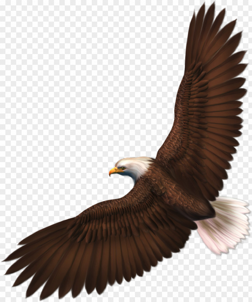 Bird Bald Eagle Silhouette Clip Art PNG