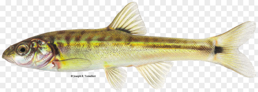 Freshwater Temperature United States Muddy River Moapa Dace Perch Northern Pike Fish PNG