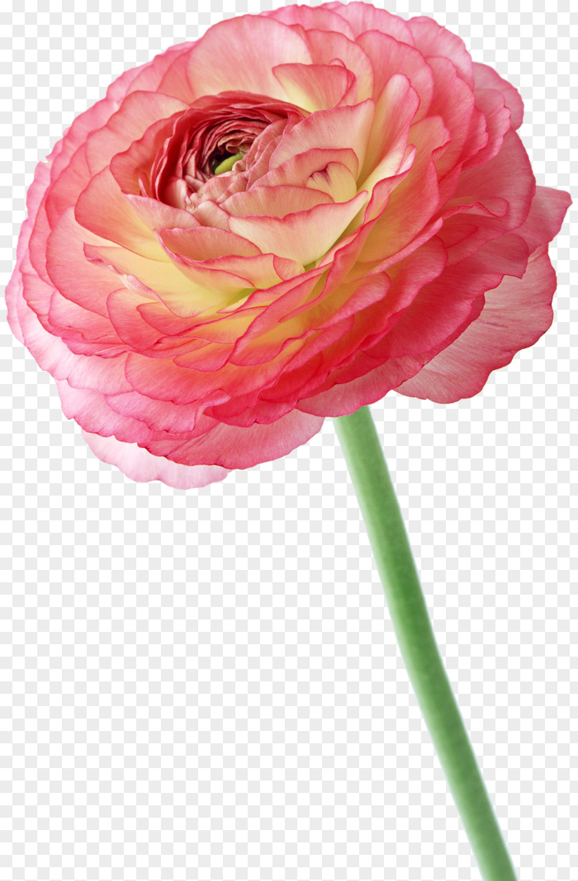 Peony Photography Flower Albom PNG