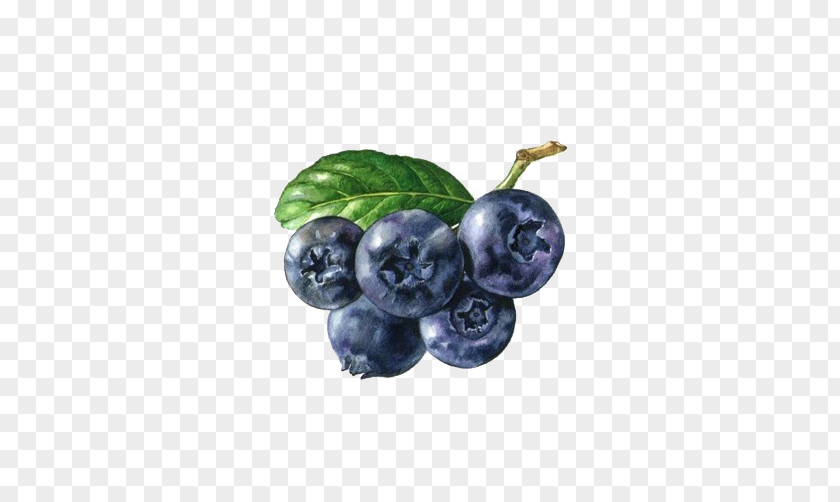 Blueberry Picture Material Berry Fruit Auglis PNG