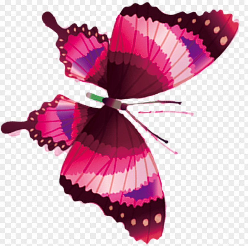 Butterfly Flower Icon PNG