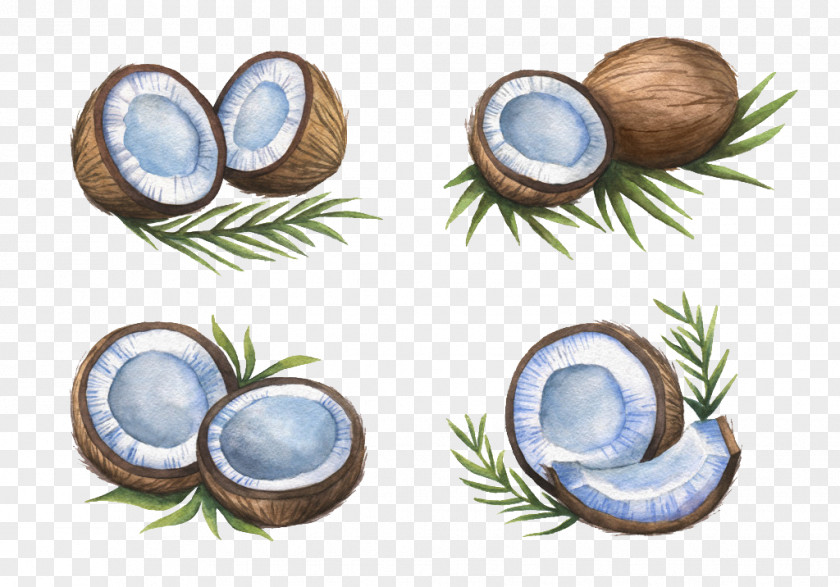 Cut Coconut Milk Illustration PNG