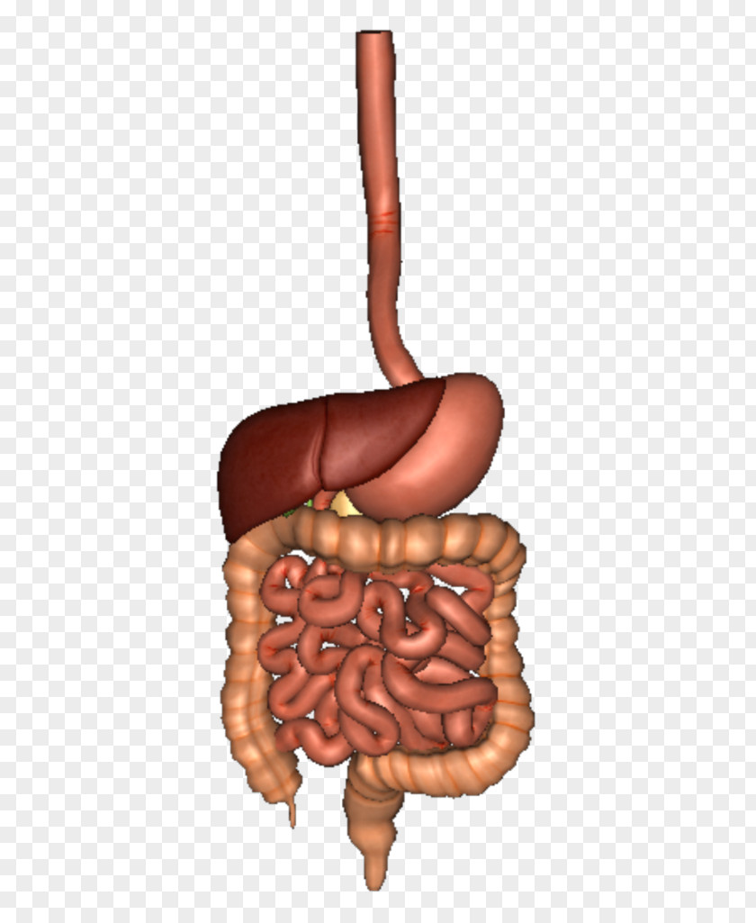 Human Digestive System Gastrointestinal Tract Digestion Organ Body PNG digestive system tract body, clipart PNG