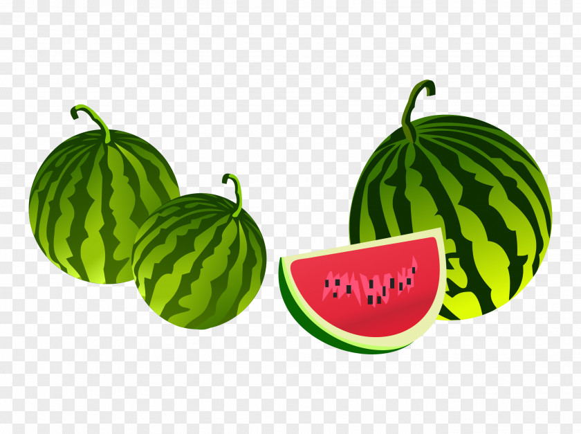 Watermelon Adobe Illustrator Illustration PNG