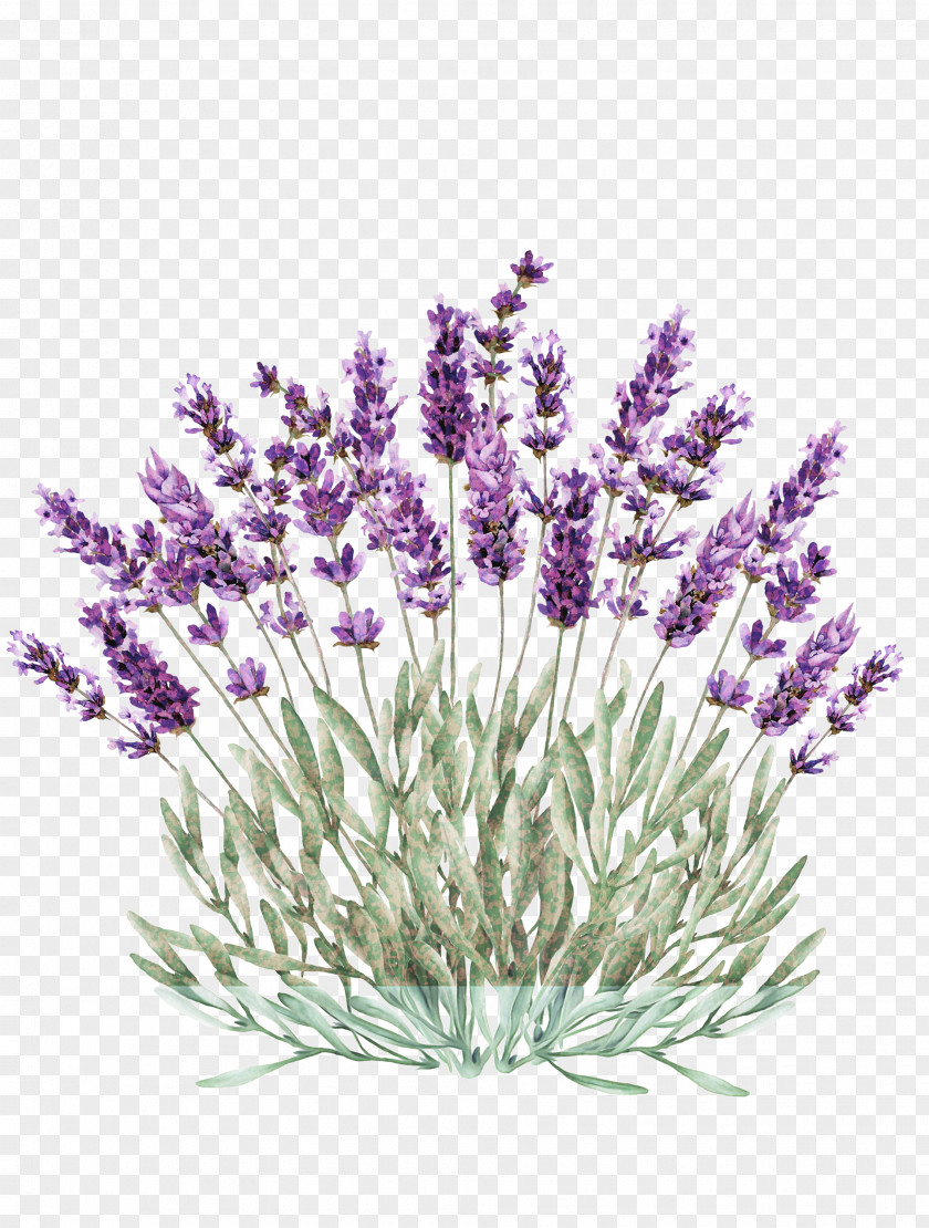 French Lavender Lavandula Dentata PNG