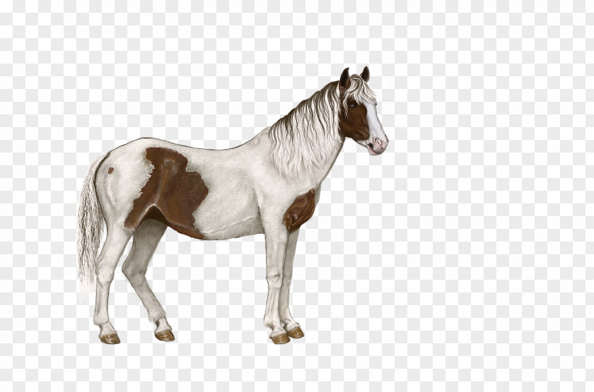 Horse Rein Foal Colt Halter PNG