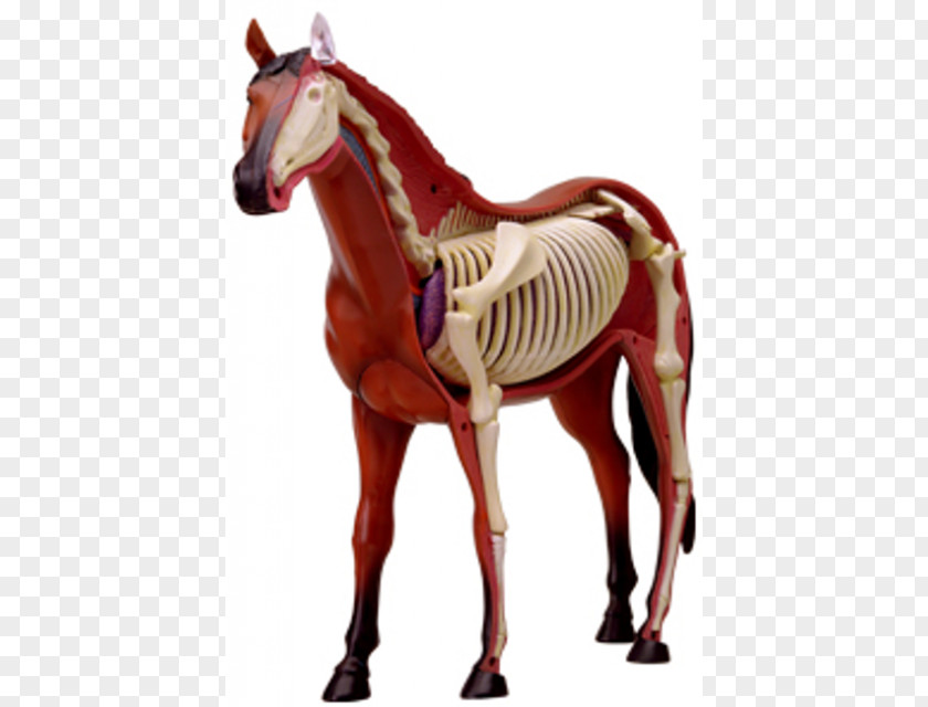 Horse Skeletal System Of The Equine Anatomy Anatomía Del Caballo PNG