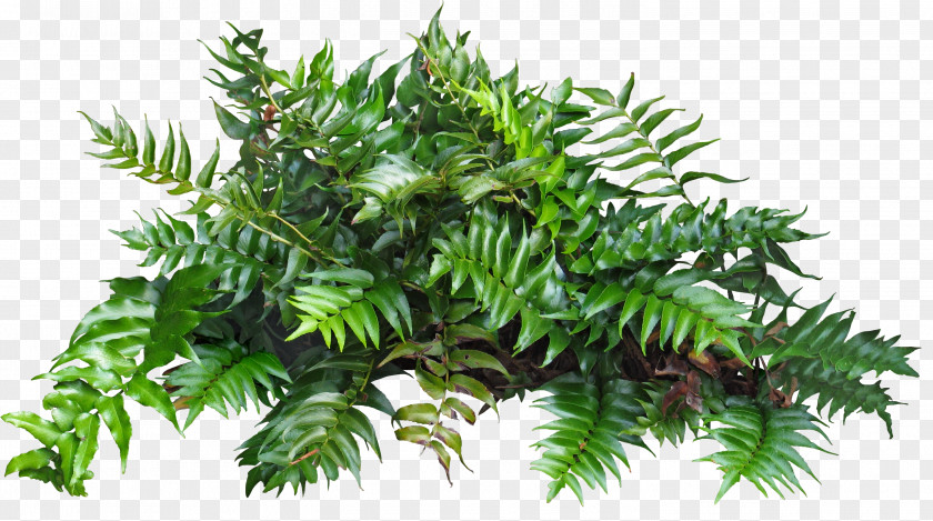 Plants Clip Art Shrub Ornamental Plant PNG