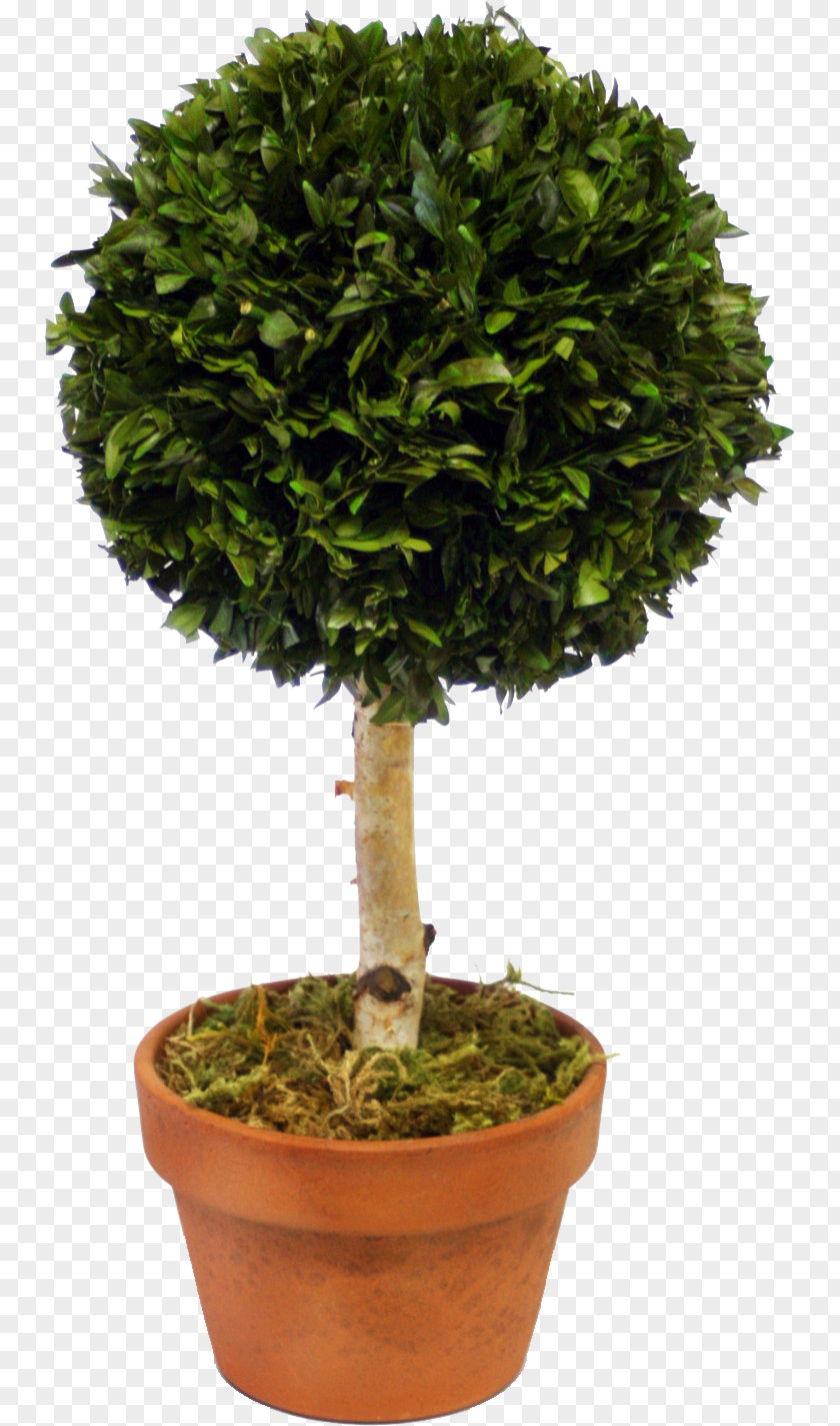 Plants Sageretia Theezans Bonsai Shrub Tree Houseplant PNG