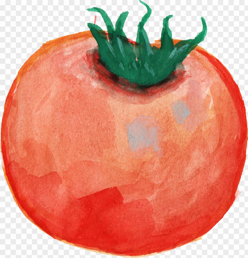 Tomato Vegetable Food Watercolor Painting PNG