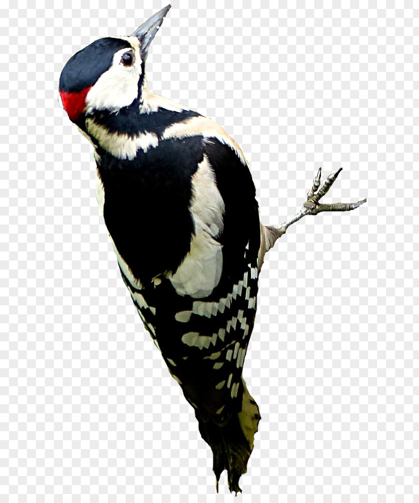 Bird Great Spotted Woodpecker Rock Dove Feather PNG