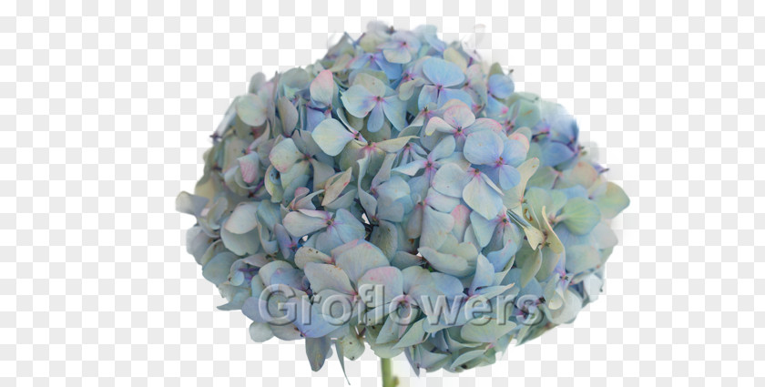BLUE Hydrangea Cut Flowers Flower Bouquet Petal PNG