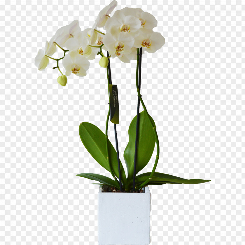 Flower Moth Orchids White Cut Flowers Cattleya PNG