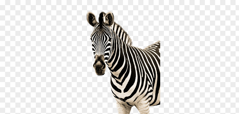 Zebra PNG clipart PNG