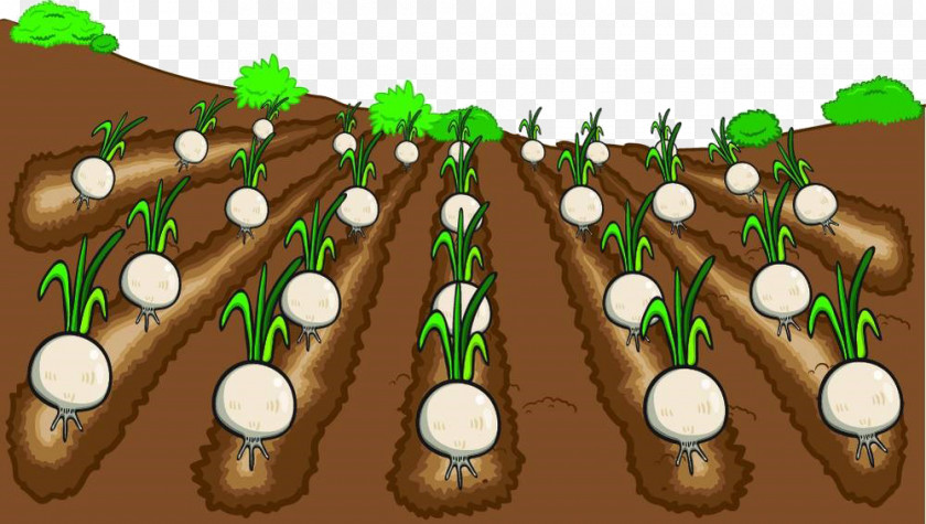 Cartoon Field Material Farmer Onion Vegetable PNG
