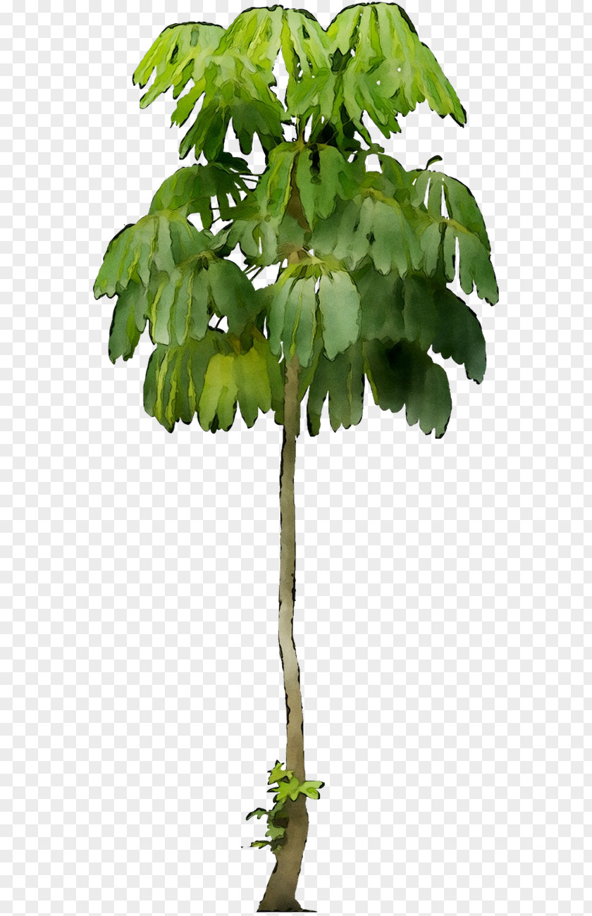 Dwarf Umbrella Tree Schefflera Actinophylla Image PNG