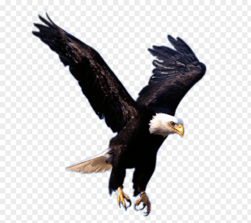 Eagle Bald Desktop Wallpaper Clip Art PNG