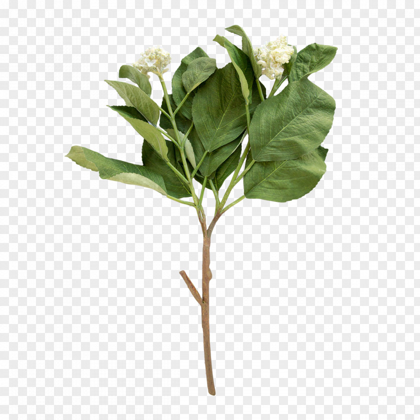 Flower Cut Flowers Plant Stem Hydrangea Leaf PNG