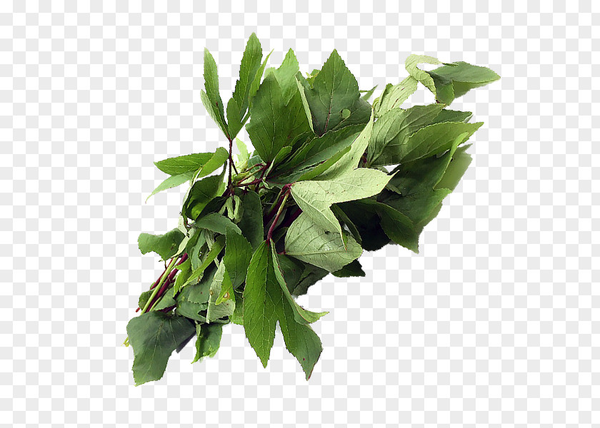 Leaf Plant Stem Herb Tree PNG