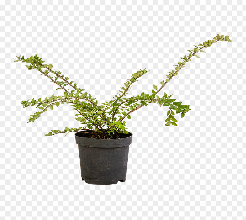 Lonicera Nitida Flowerpot Shrub Evergreen Houseplant PNG