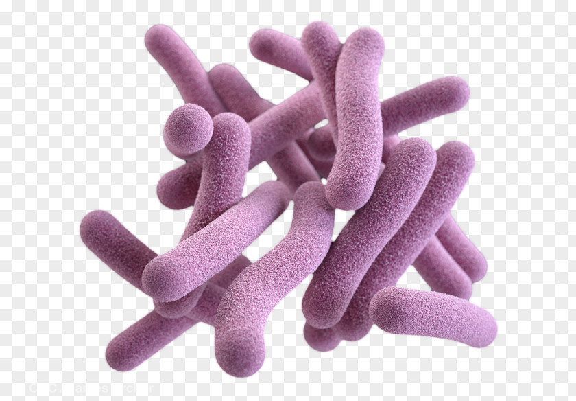 Pathogenic Bacteria Gram-positive Fungus Mycobacterium Tuberculosis PNG