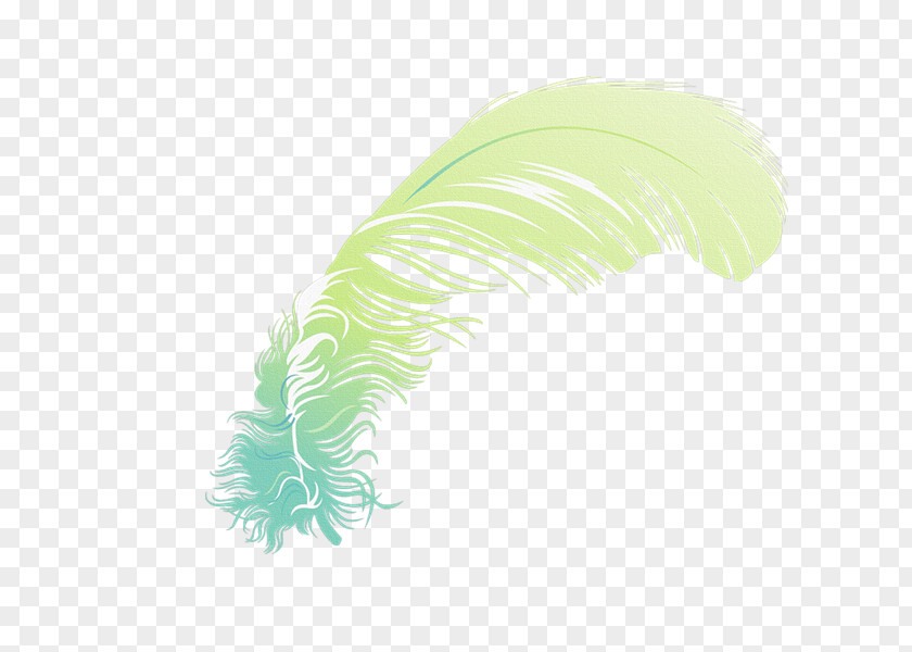 Plumas Feather PNG