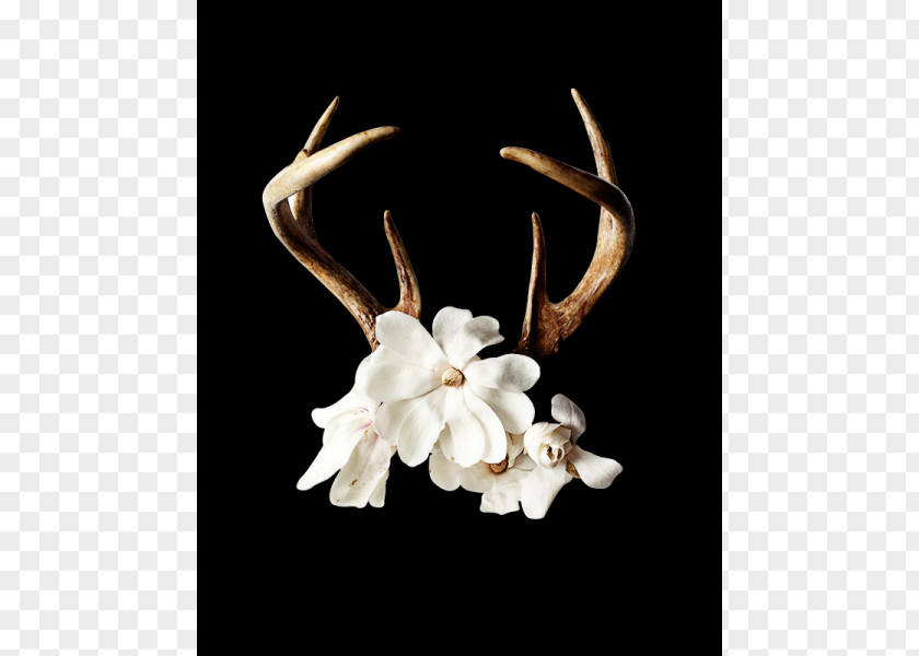 Affixed Watercolor Antler Flower Floral Design Horn Deer PNG