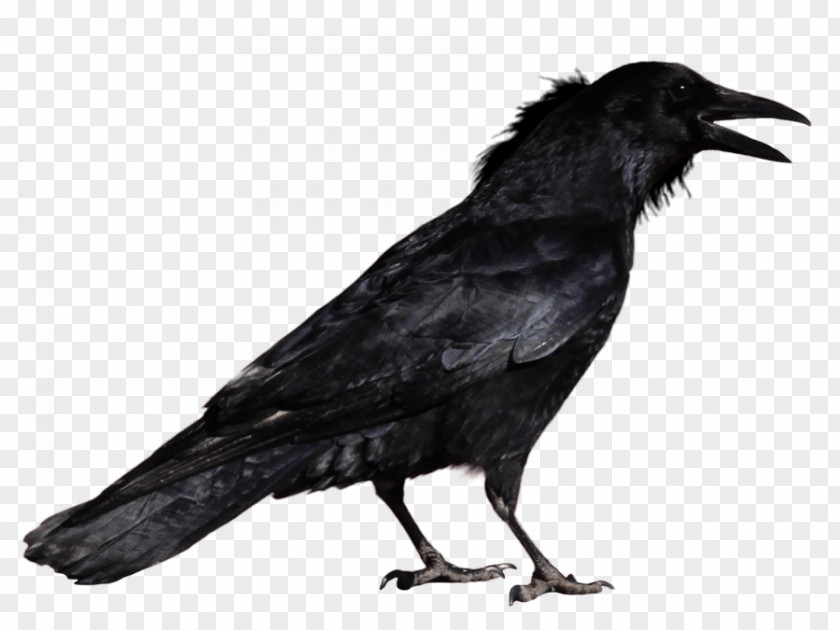 Crow Image Free Library Of Philadelphia The Raven Nisour Square Massacre Baltimore Ravens Society PNG