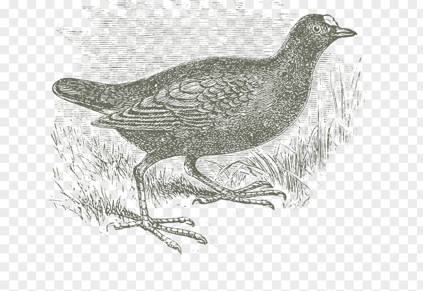 Goose Grouse Lark Cygnini Galliformes PNG