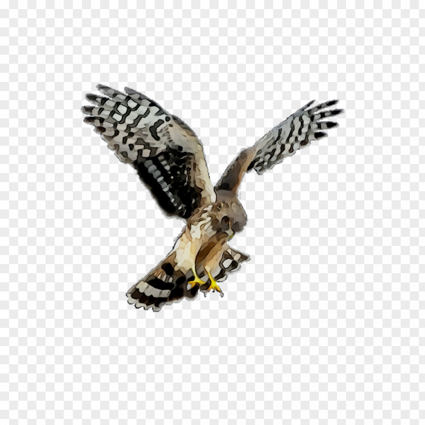 Hawk Owl Common Buzzard Eagle PNG